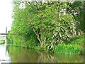 Irises & Hawthorn blossom, Leeds & Liverpool Canal