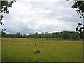 Sheep in a field