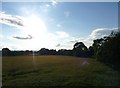 Taunton Deane : Field & Trees