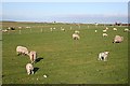 Sheep at Cros