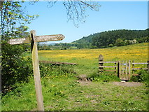 SK2267 : Footpath sign and buttercup meadow by Peter Barr