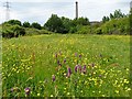 Orchids and Buttercups on the Newport Wetlands Reserve