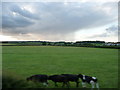 ST5429 : South Somerset : Grassy Field & Cows by Lewis Clarke