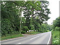 Large Conifer along side the B2028 at Stone Cross