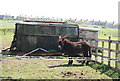 Donkey near Kells