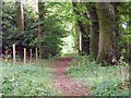 Footpath, Mudoak Wood