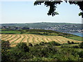 Grass cut for silage