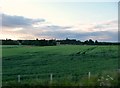 West Wiltshire : Grassy Field & Trees