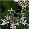 Hoverfly (Volucella pellucens)