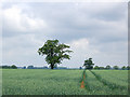 TF9603 : Tree in a wheat field by Andy F