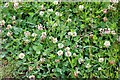 White Clover in the meadow