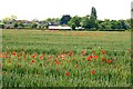 Poppies in a field of wheat