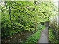 Riverside footpath, Camelford