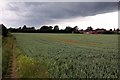 Wheat field at Sutton Courtenay