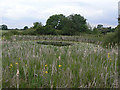 Marl pond near Churton