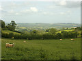 2009 : Sheep grazing near Maiden Head