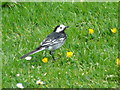 Pied Wagtail (Motacilla alba)