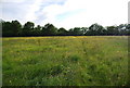 TQ5851 : A buttercup meadow south of Hildenborough Rd by N Chadwick