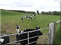 Cattle, Killybrack