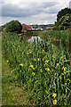 Reeds, flowers & a canal