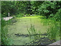 Wildlife Pond at Willsbridge Mill