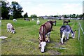 Island Farm Donkey Sanctuary