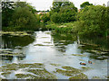 River Kennet and geese at Eddington