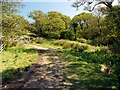 Path junction at Cow Ford