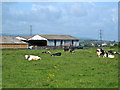 Cows and cowsheds at Marsh Farm