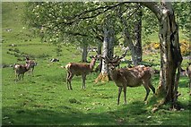 NH0328 : Red Deer, Srath Duilleach by Mick Garratt