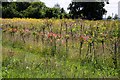 Overgrown rose field