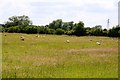 Sheep in a field near Drayton