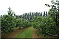 Orchard by the Tunbridge Wells Circular Path