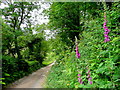 Foxgloves by the track