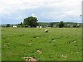 SO6048 : Sheep Grazing By The A465 by Peter Whatley