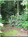 Rhododendron in the woods, Milner Field