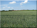 Wheat field beside Hall Lane