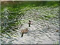 A Mallard Duck and Ducklings on the Wendover Arm of the Grand Union Canal