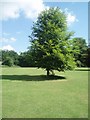 TQ3007 : Tree in Withdean Park by Paul Gillett