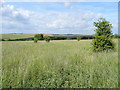 ST8948 : Wiltshire downland by Jonathan Billinger