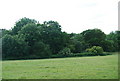 Trees & grazing near Dunk