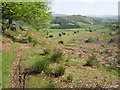 Path above Machynlleth