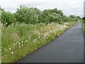 Wild flowers by the Clyde Walkway