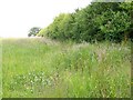 Footpath, Stalbridge Common