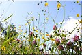 Red clover and buttercups in Drayton