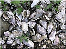 C4450 : Discarded shells, Trawbreaga Bay by Kenneth  Allen