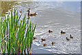 A ripple of ducklings, Cyfarthfa Castle Lake - Merthyr Tydfil