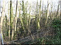 The railway bridge at Llangwyllog