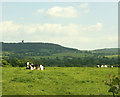 2009 : Cows and pasture, North Brewham