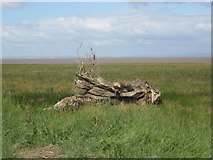 ST4677 : Stranded tree stump in salt marsh by Dr Duncan Pepper